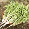 【無農薬・無肥料】柔らかく旨みもある葉大根（打木源助大根の間引き菜）《常温便》