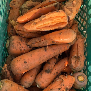 自然栽培　訳ありにんじん（B品）