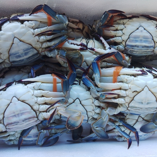 函館産 ワタリガニ メス 内子入り 1.5kg わたりがに 渡り蟹