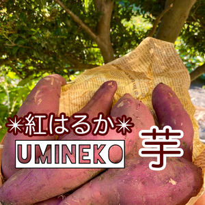 10/14出荷！　Uminekoのお芋【紅はるか】たっぷり5キロ