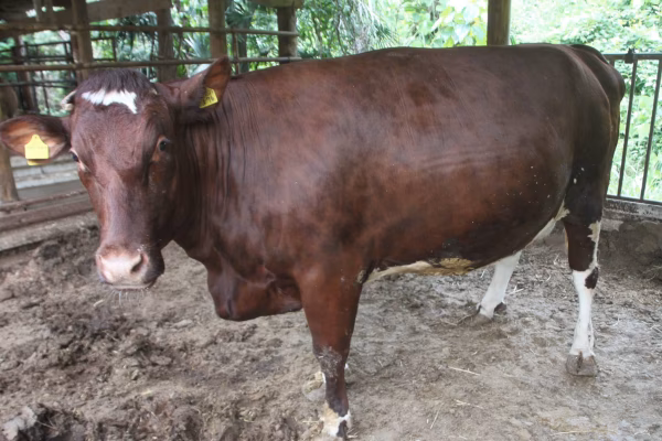 【希少牛・ミルキングショートホーン】焼肉セットA 合計500ｇ