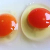 【酵母・平飼い卵20個】酵母を与えて育った平飼い卵（元気たまご）20個
