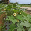 台風、悪天候にもまけず育てたオクラ