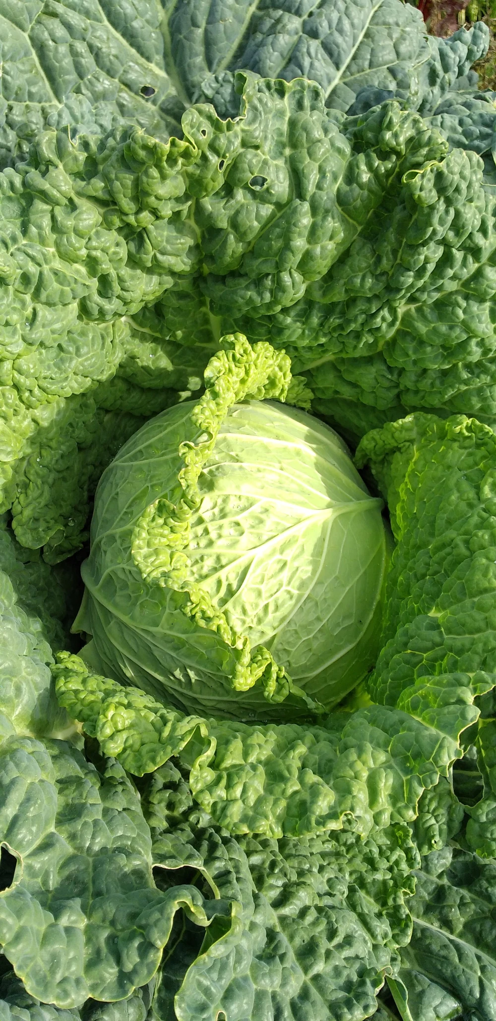 高野山麓精進野菜『サボイキャベツ』