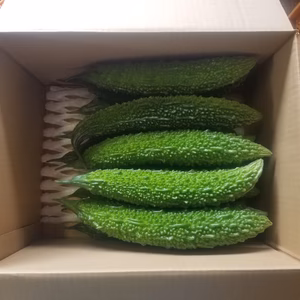 夏バテ防止！7月末まで+1本!!新鮮な今が旬のゴーヤーちゃん