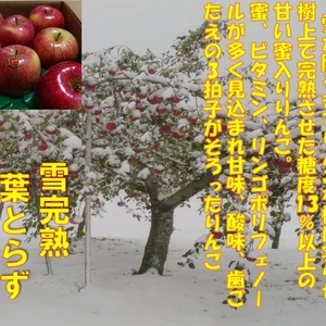 「糖度１４%以上保証」青森県産自然りんご栽培葉とらずサンふじ「限定販売」2kg