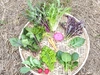 【無化学肥料·無化学農薬】サラダセット！レタス2玉とサラダ葉物と根菜をたっぷり