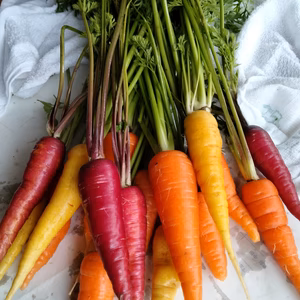 【農薬不使用】葉っぱ付き若人参　旬の野菜のおまけ付き！