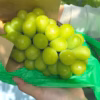 【贈り物に】9月発送！白の極み – 贅沢な白ぶどう食べ比べ3種
