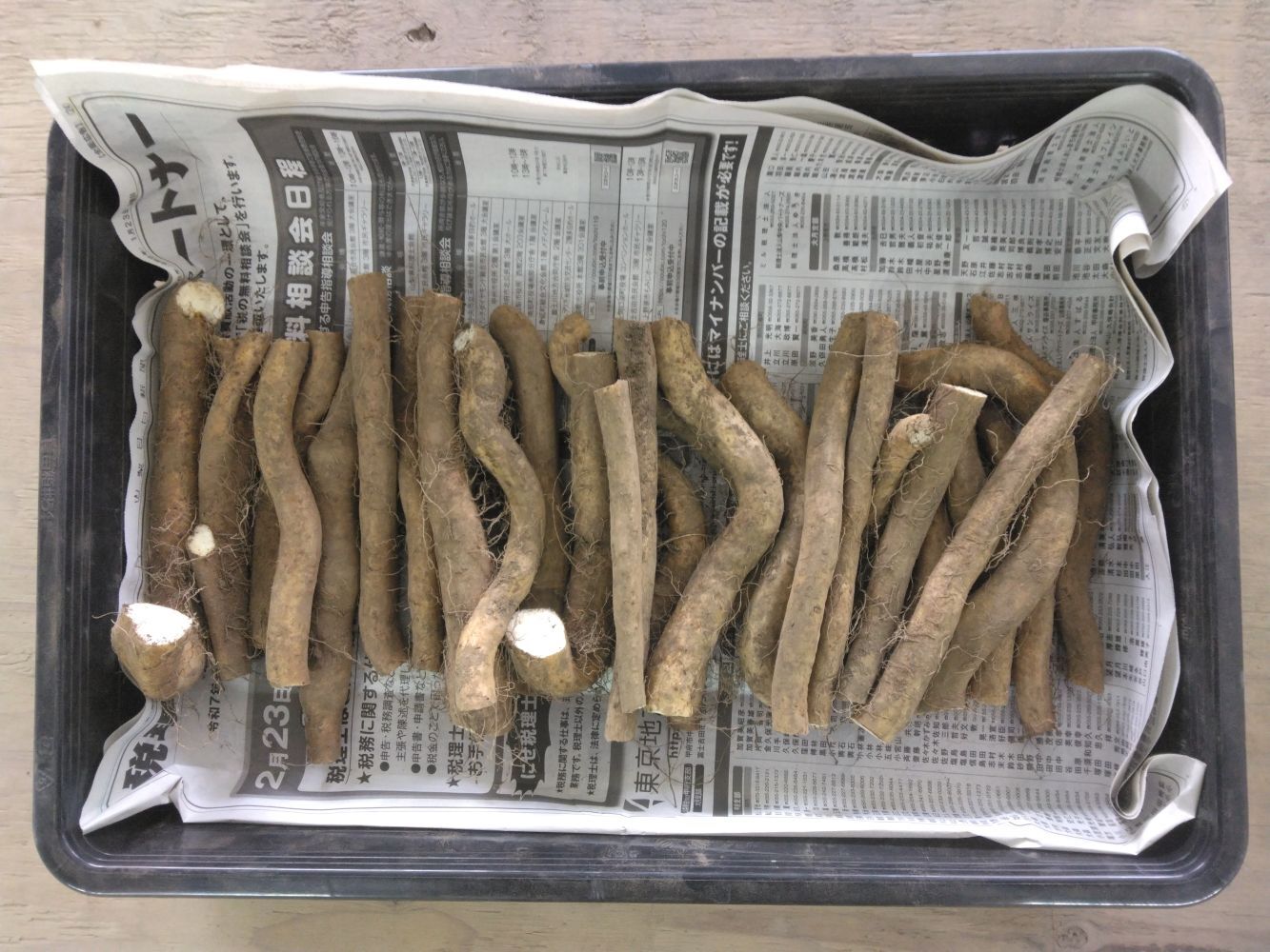 2kg⭐️訳あり⭐️自然薯⭐️《超特価！》｜その他の根菜・土物類の