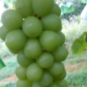 シャインマスカット