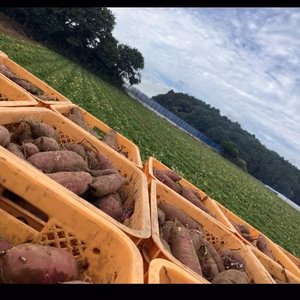 訳あり　シルクスイート 数量限定　価格