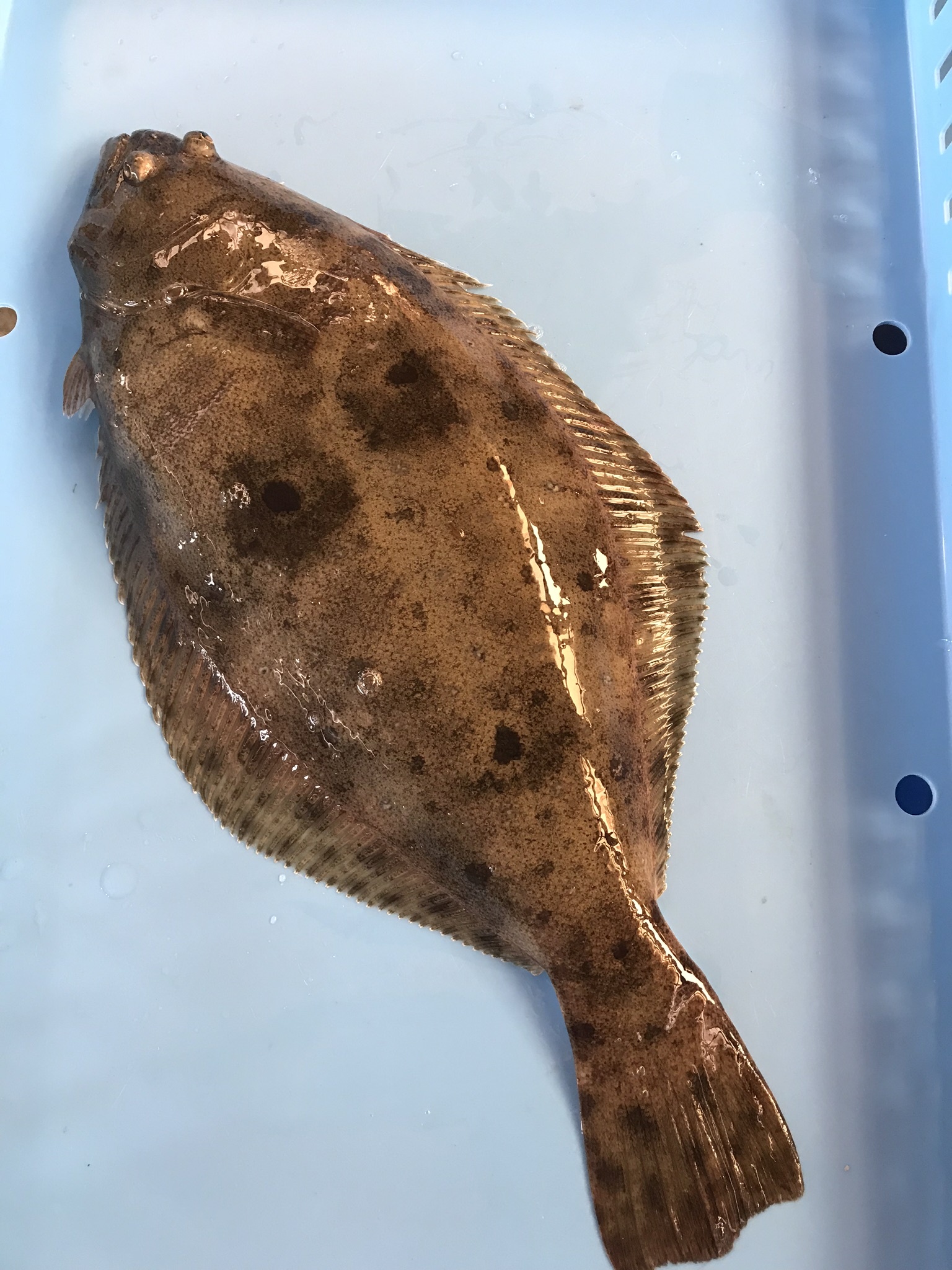 新品商品 活 天然ヒラメ 生 1尾 約1 5 1 9kg 浜坂産 活かしてますので 発送直前に〆てお届け致します 平目 ひらめ 予備兵招集 Octanedc Com