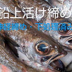 【船上神経締め】深海の高級魚ムツ1匹(約500g)