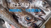 【船上神経締め】深海の高級魚ムツ1匹(約500g)
