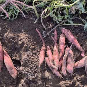 秋の贅沢にさつまいも！香り豊かなすずほっくり、ふくむらさき