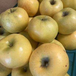 希少りんご【こうこう】