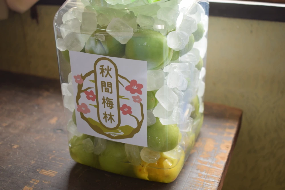 6月から発送!》梅の生産量全国第2位!群馬県の白加賀サイズMIX!|果物の商品詳細|ポケットマルシェ|産直(産地直送)通販 旬の果物・野菜・魚介をお取り寄せ 群馬産青梅白加賀 1箱4kg