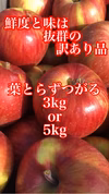 [9月発送訳あり品] たっぷり果汁と優しい甘味　木村農園謹製　完熟葉とらずつがる