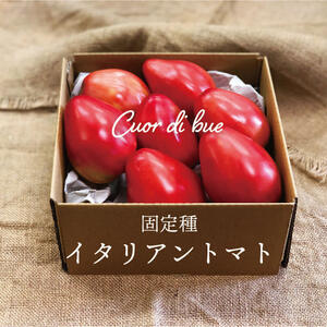 イタリアで人気！【固定種】Cuor di bueトマト《化学肥料・農薬不使用》