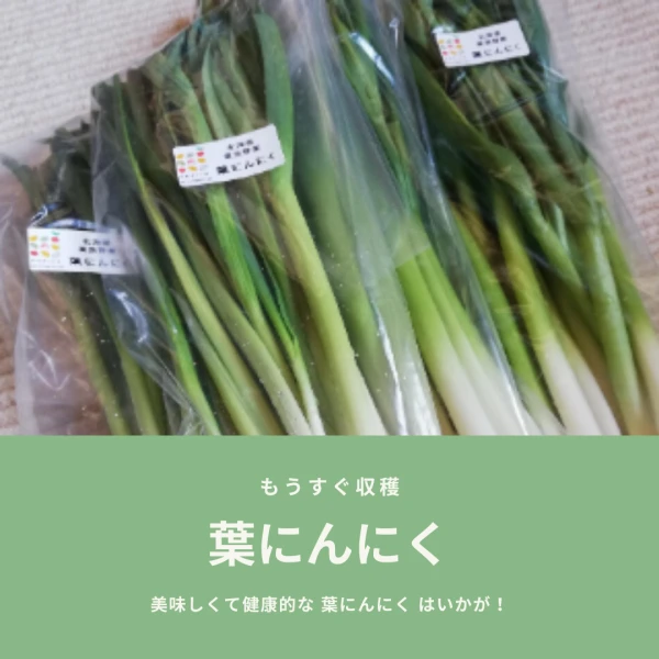 【無農薬】希少な葉にんにく(5月上旬〜発送、種子はホワイト６片です)
