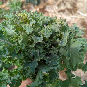 大好評！春の味覚！プチヴェールナバナ　
