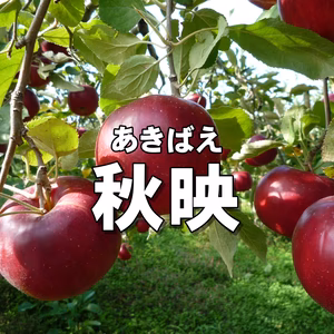 パリッとりんご！秋映 約2kg～ 10月上旬発送予定 信州りんご 