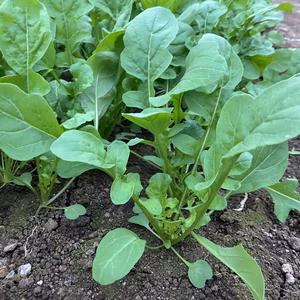 産直❗️新鮮❗️栽培中無農薬ルッコラ　クール便