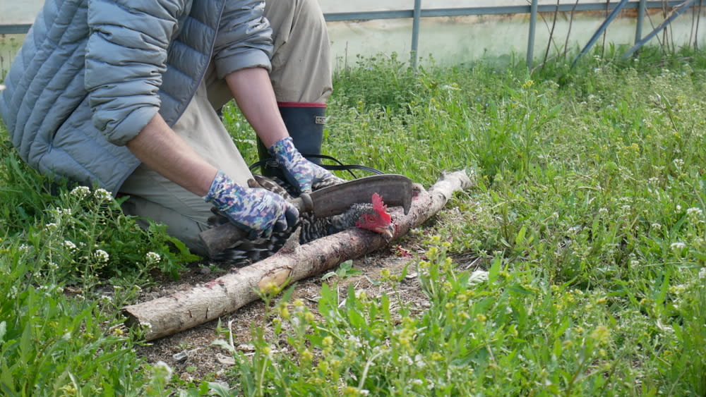 鶏が教えてくれた 本当の いただきます 農家漁師から産地直送の通販 ポケットマルシェ