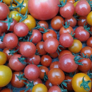 カラフル5色♪無農薬ミニトマト1kg