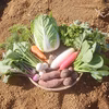 【農薬・化学肥料不使用】冬野菜セット＜9〜10品目＞