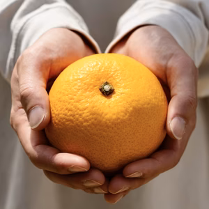 【大人の味わい】八朔『さっぱりとした甘みとほろ苦さ』家庭用