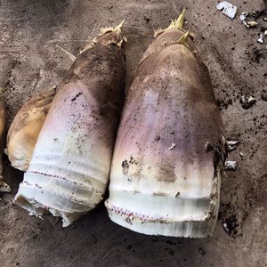 じんでん紫乃冨士　夫婦竹が生んだ、別格の筍