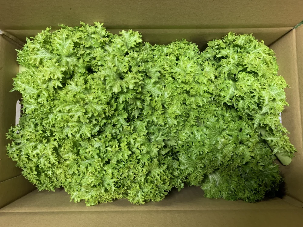 淡路島からのわさび菜