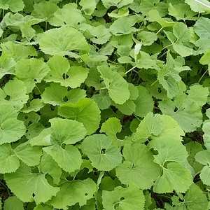 フキ、芽キャベツ、小粒椎茸のセット