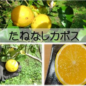 自然栽培 種無しかぼす 農薬不使用 種無しカボス