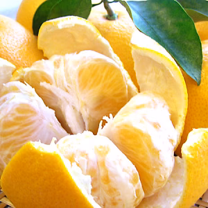 はっさく(和歌山県ゆら産)《貯蔵熟成》Ｓサイズ(小玉)