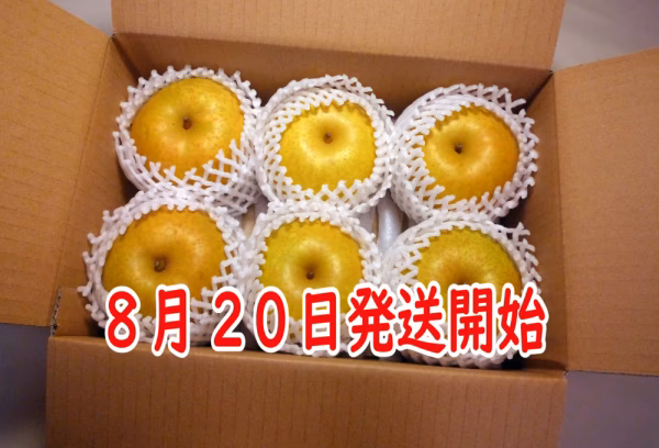 甘い果汁たっぷり！幸水梨、上物大玉６個入朝どれ当日出荷！金沢市ブランド認証農作物