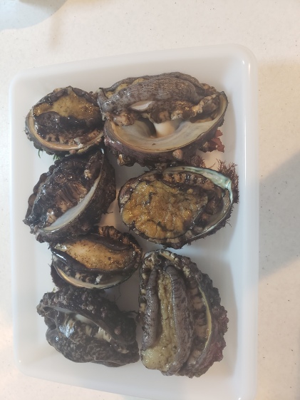 お手頃アワビ10個 農家漁師から産地直送の通販 ポケットマルシェ