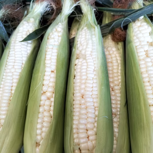 訳ありロイシーコーン