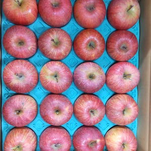 りんご 　サンふじ　中玉
