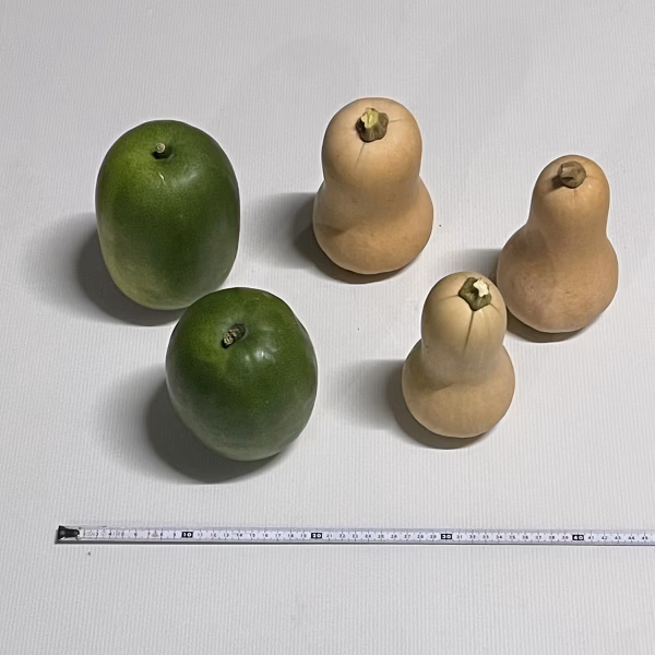 バターナッツ南瓜と冬瓜のセット　合計4kg入り　常温で保存できます。