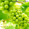 甘さ抜群！完熟朝採りシャインマスカット２kg以上 ３～4房  山形県産