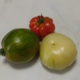 白いトマト