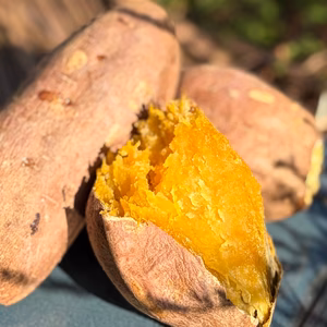 潮風 × 火山灰土が育てたねっとり甘い熟成島さつまいも『安納芋』