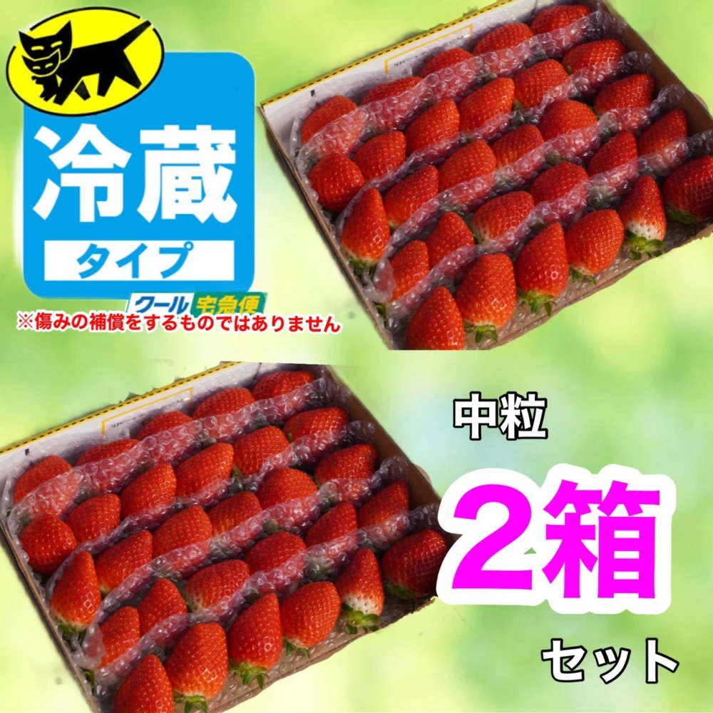 新鮮朝採り！かんちゃん農園の甘いいちご