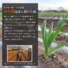 オーガニックにんにく「八幡平バイオレット」