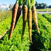 彩り鮮やかなカラフルニンジン