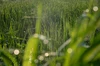 【自然栽培】奥丹波の米粉