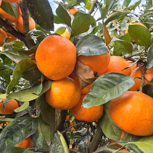 人気の小ぶり小粒みかん　レモンが当たる抽選つき